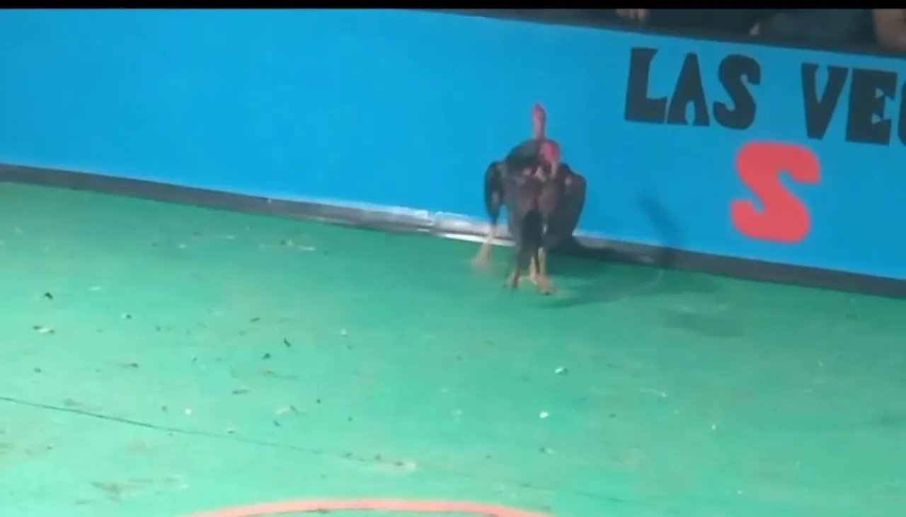 Aktivitas Sabung Ayam dan Perjudian Diduga Marak di Dusun Keccik, Warga Resah
