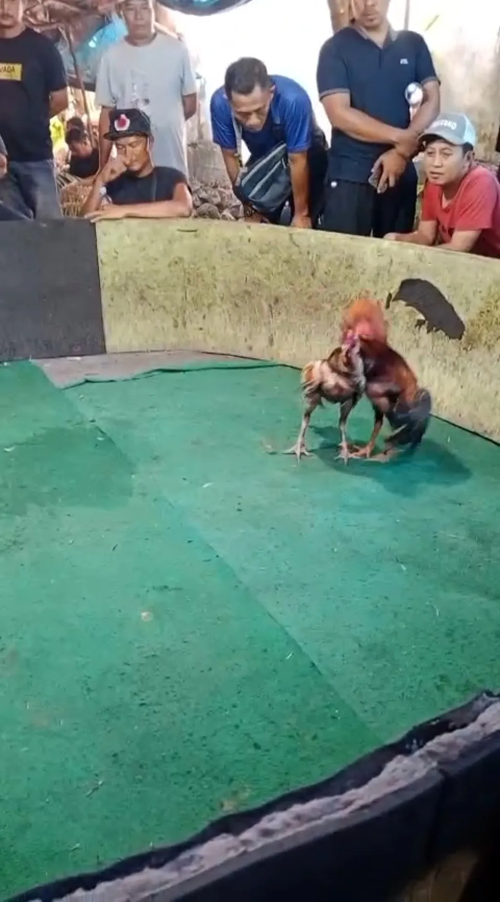 Diduga Arena Sabung Ayam di Joho Gedangan Sidoarjo Kembali Ramai, Warga Soroti Aktivitas Judi