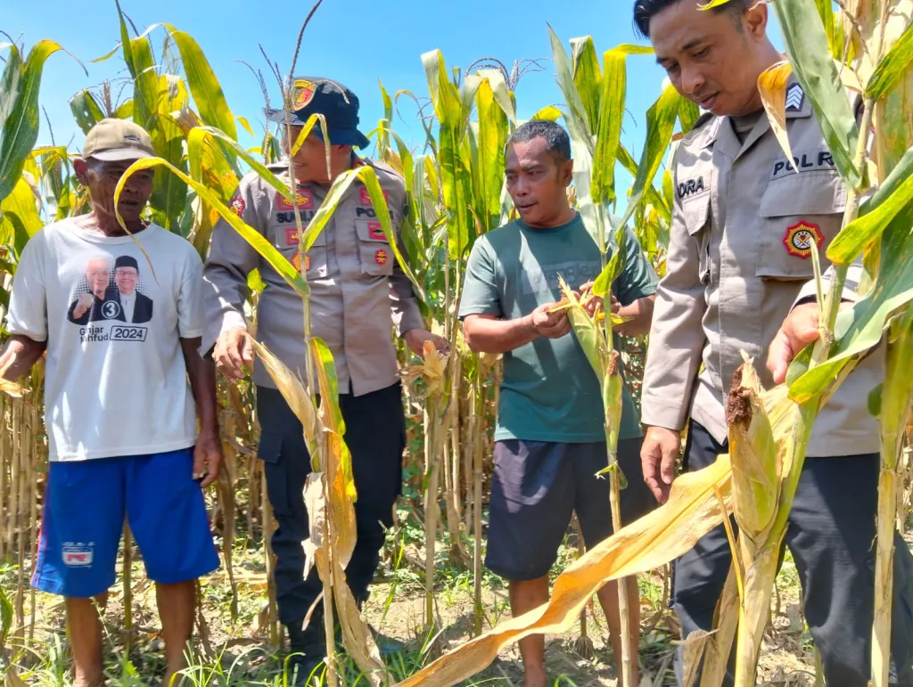 Polresta Sidoarjo Gelorakan Swasembada Pangan Dampingi Warga Tani Kelola Jagung Hibrida
