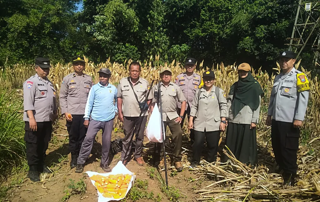 Panen Jagung, Polresta Malang Kota Perkuat Ketahanan Pangan Bersama Petani Kedungkandang