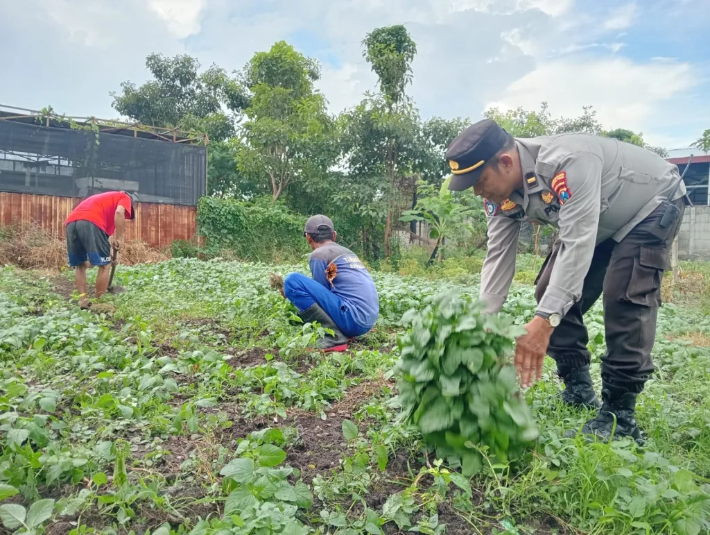 Dukung Ketahanan Pangan, Polres Pelabuhan Tanjung Perak Panen Tanaman holtikultura di Tambak Wedi