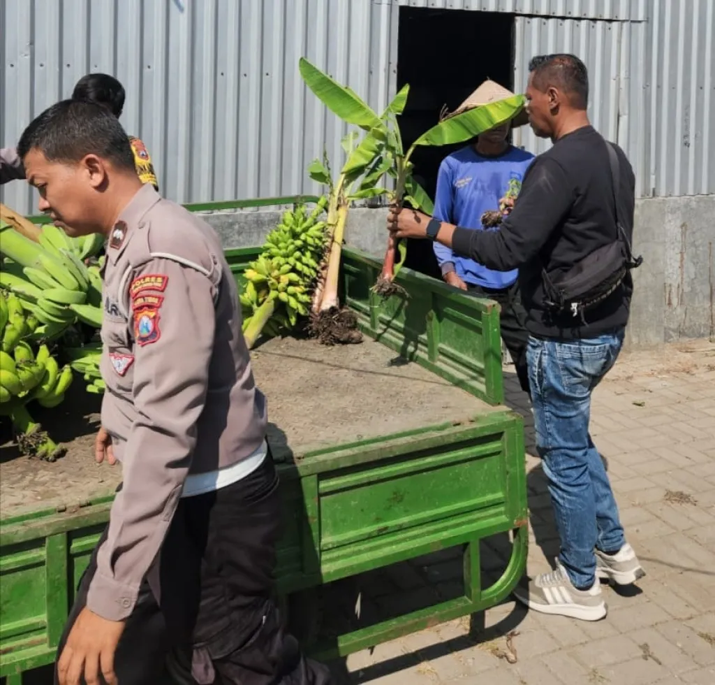 Panen Buah, Polres Pelabuhan Tanjung Perak Perkuat Ketahanan Pangan Lewat Hortikultura Pisang