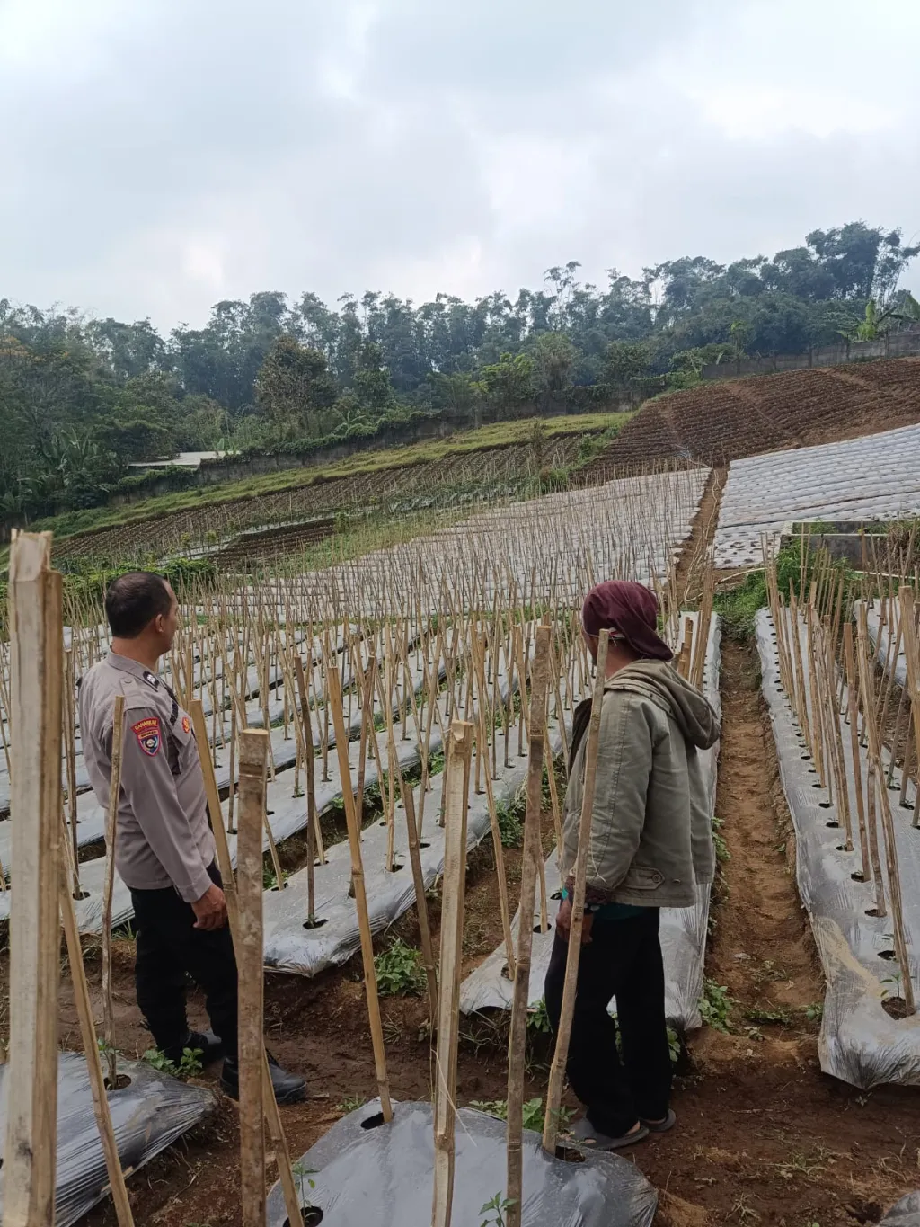 Bhabinkamtibmas Desa Gendro Tinjau Tanaman Cabai, Dukung Program Pekarangan Pangan Bergizi