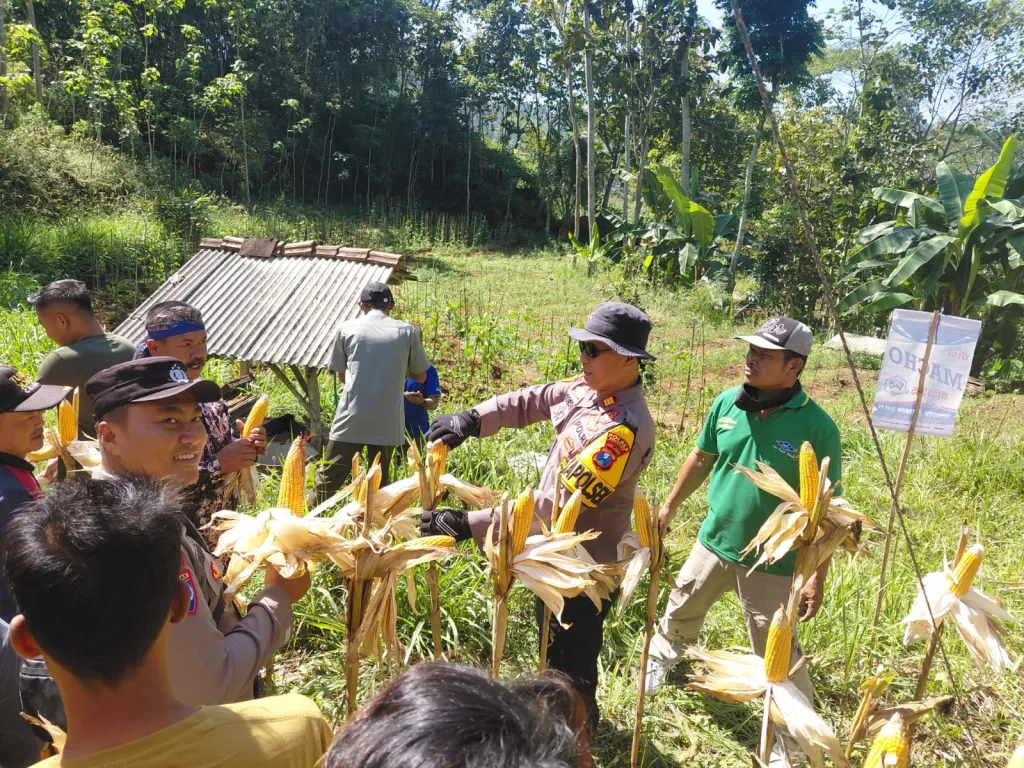 Polres Pacitan Genjot Produktivitas Jagung di Bandar, Dampingi Petani dan Evaluasi Kualitas Benih