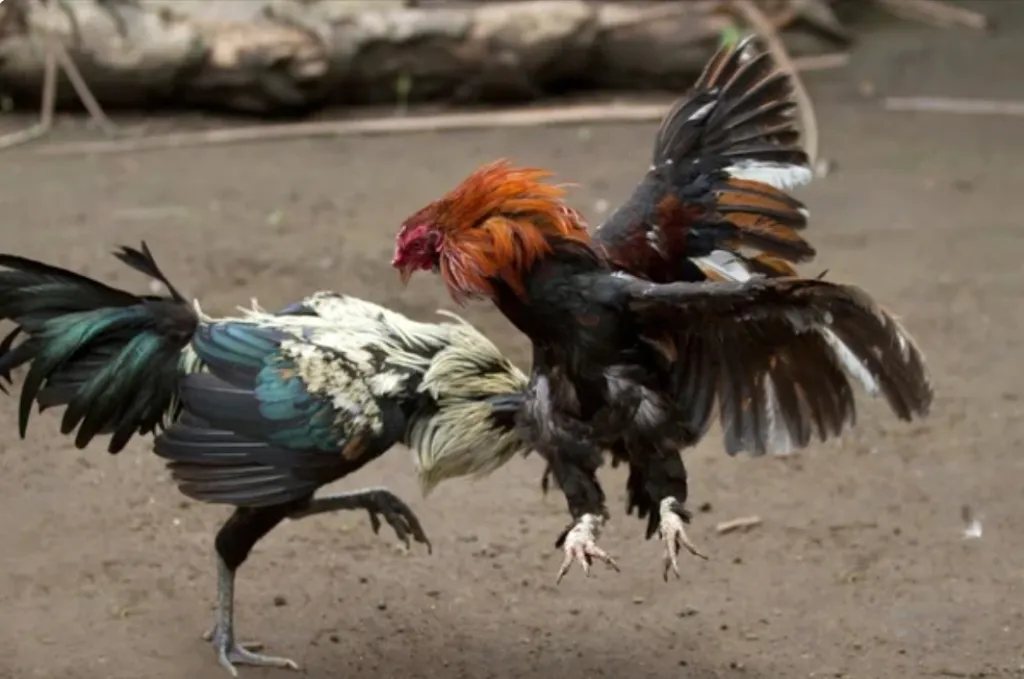 Diduga Jadi Lokasi Sabung Ayam dan Judi Dadu, Aktivitas di Desa Asrikaton Pakis Malang Disorot Warga