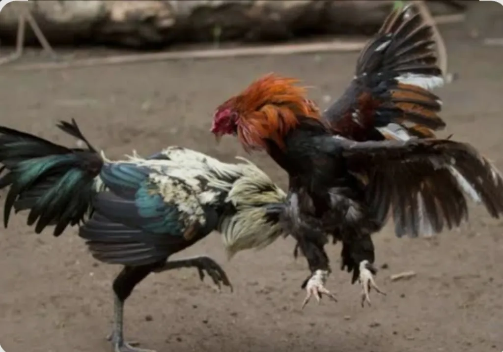 Dugaan Judi Sabung Ayam dan Dadu Marak di Pakis Malang, Dua Lokasi Jadi Sorotan