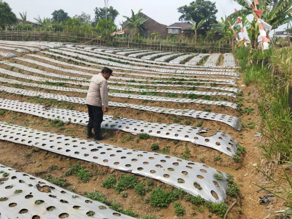 Polsek Nongkojajar Dukung Ketahanan Pangan Nasional, Pantau dan Rawat Tanaman Bawang Putih di Desa Tlogosari