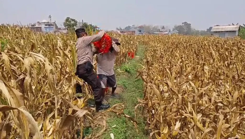 Bahu-Membahu di Ladang Jagung, Jajaran Polresta Malang Kota Bersama Warga Wujudkan Ketahanan Pangan