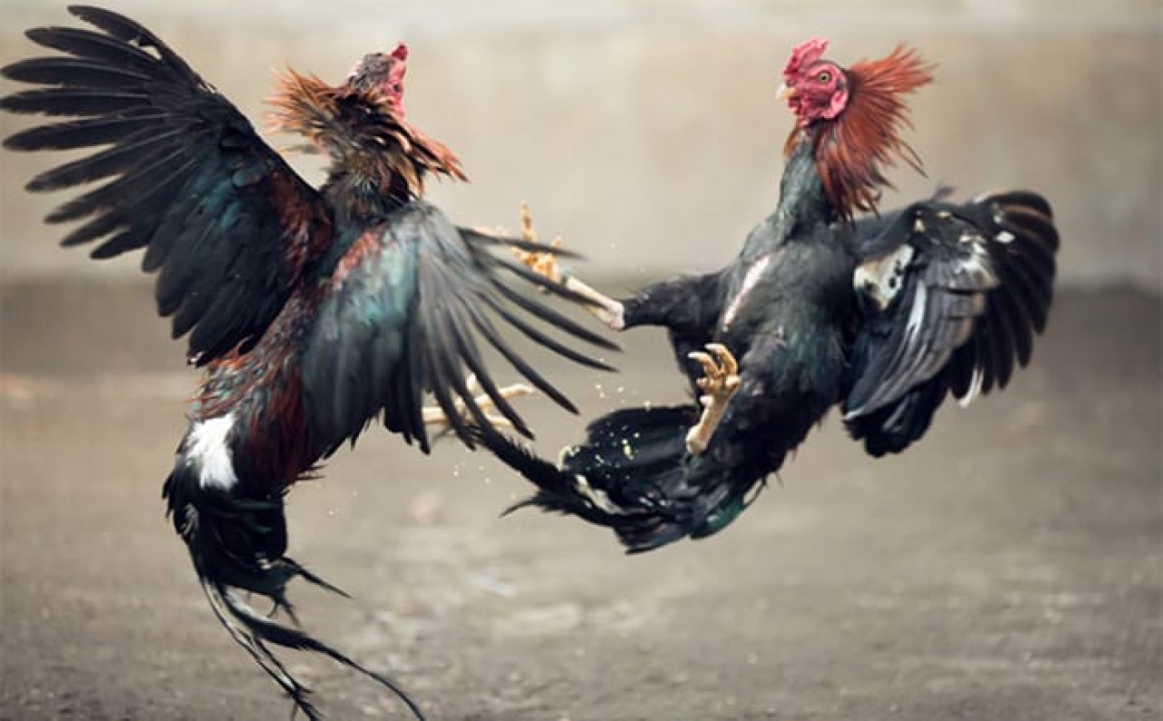 Diduga Dapat Atensi Dari Bos Kalangan Sabung Ayam dan Dadu, Polsek Ranuyoso Takut Bubarkan Perjudian