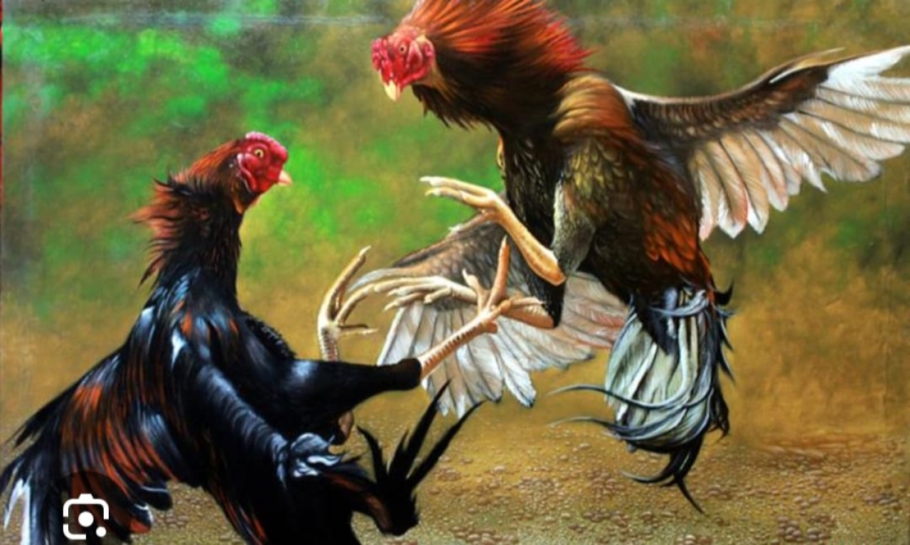 Kembali Aktivitas Arena Sabung Ayam di Balung Jember Ramai Dikunjungi