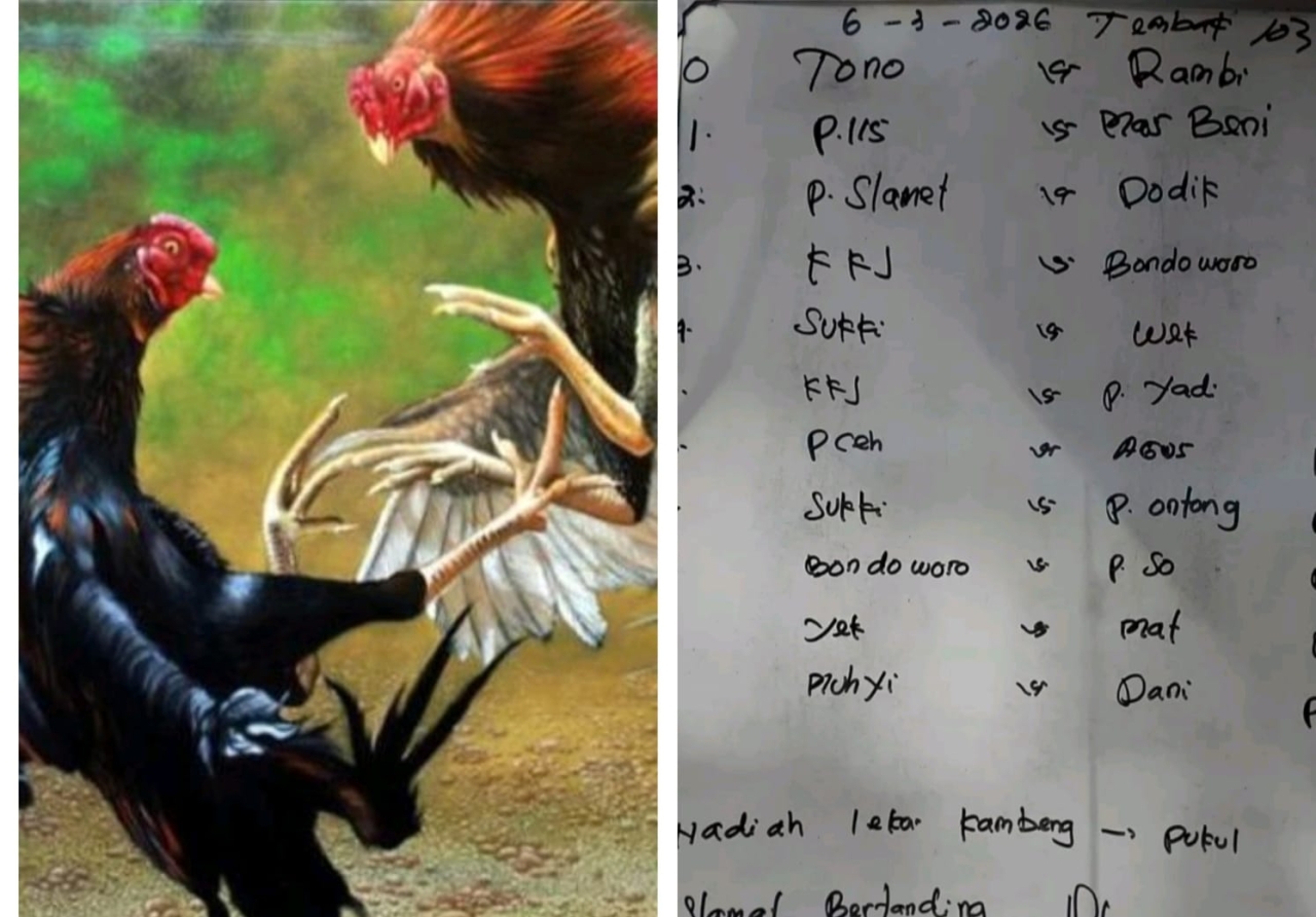 Sabung Ayam di Dusun Tegal Boto Kidul Jember Tetap Berlangsung Saat Ramadan, Warga Pertanyakan Sikap Aparat