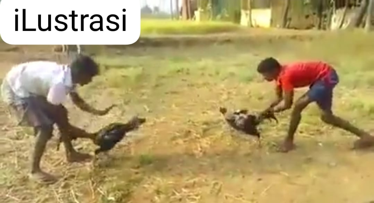 Merasa Kebal Hukum Sabung Ayam dan judi Dadu Semakin Tidak Terbendung Kinerja Polres dan Polsek Dipertanyakan 