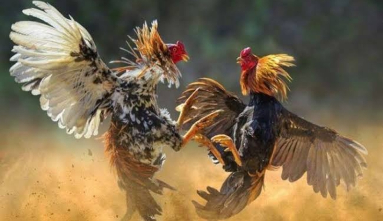 Praktik Sabung Ayam di Dusun Karang Anyar Lumajang Resahkan Warga, Diduga Berlangsung Terselubung