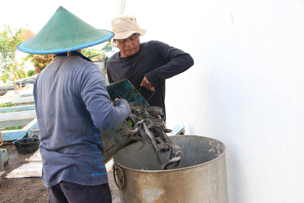 Produktif dan Mandiri, Panen Lele Rutin WBP Lapas I Madiun Topang Kebutuhan Dapur