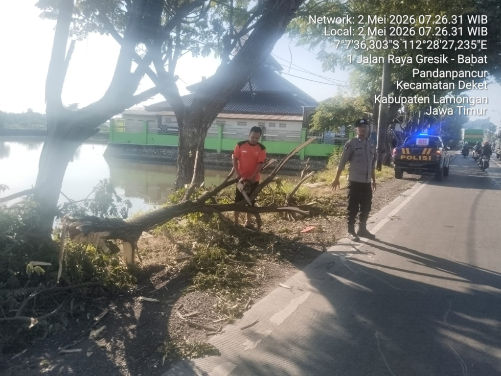 Pohon Tumbang Melintang di Jalan Poros Lamongan–Gresik, Polisi dan Warga Sigap Evakuasi