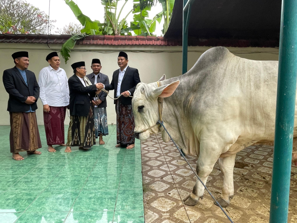 Idul Adha di Sidoarjo, Bupati Subandi serahkan 1 ekorSapi 800 Kg kepada  masjid agung dan Sapi Presiden Disalurkan ke Ja