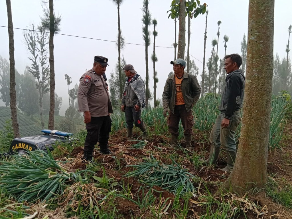 Bhabinkamtibmas Polsek Tosari Pantau Lahan Bawang Prei, Dukung Program Ketahanan Pangan Nasional