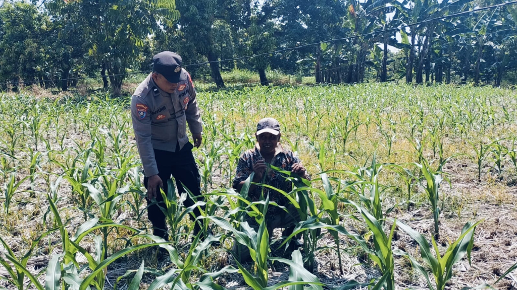 Bhabinkamtibmas Polsek Nongkojajar Tinjau Lahan Jagung P2B, Dukung Asta Cita Ketahanan Pangan