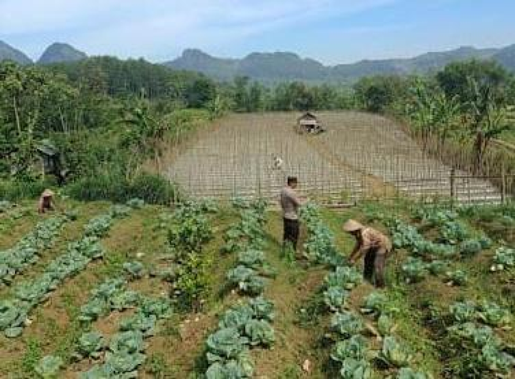 Polsek Nongkojajar Pantau Lahan Kubis Warga Program P2B