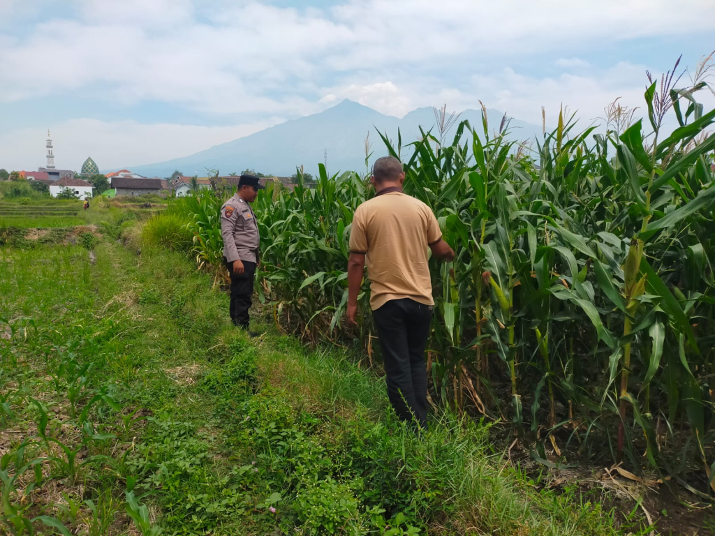 Bhabinkamtibmas Sukorejo Dampingi Petani Pantau Pertumbuhan Jagung