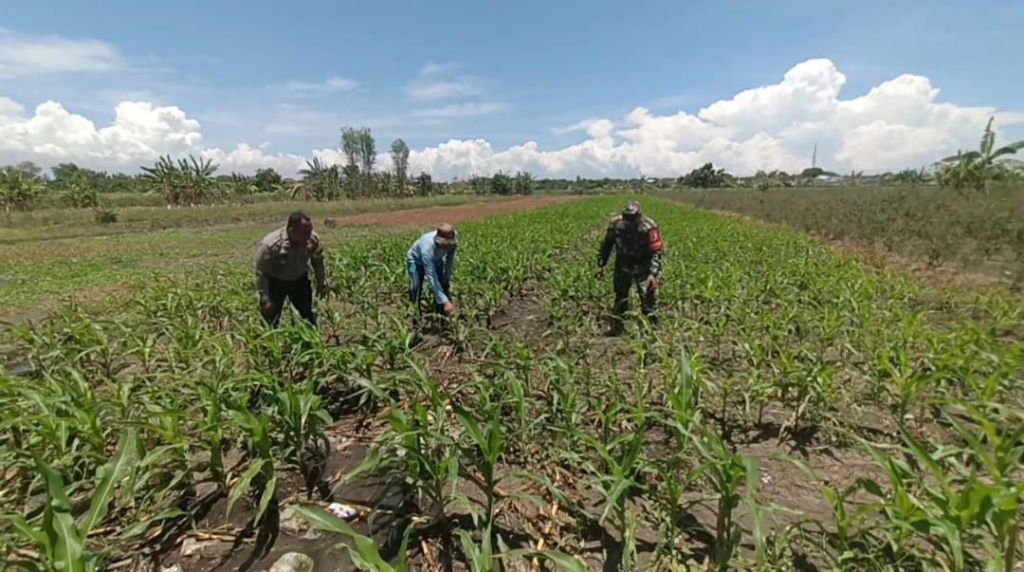 Bukan Sekadar Patroli, Polisi di Bangil Aktif Dampingi Petani Jagung Menuju Panen Maksimal