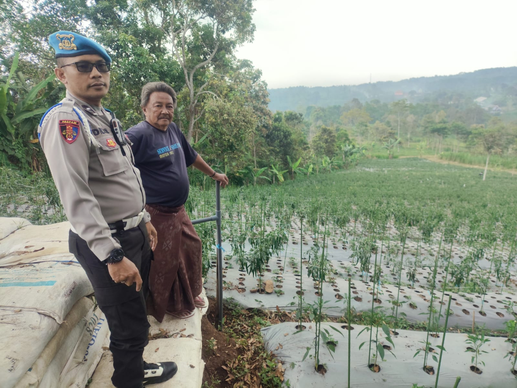 Bhabinkamtibmas Polsek Nongkojajar Pantau Tanaman Cabai, Dukung Program Pekarangan Pangan Bergizi di Tutur