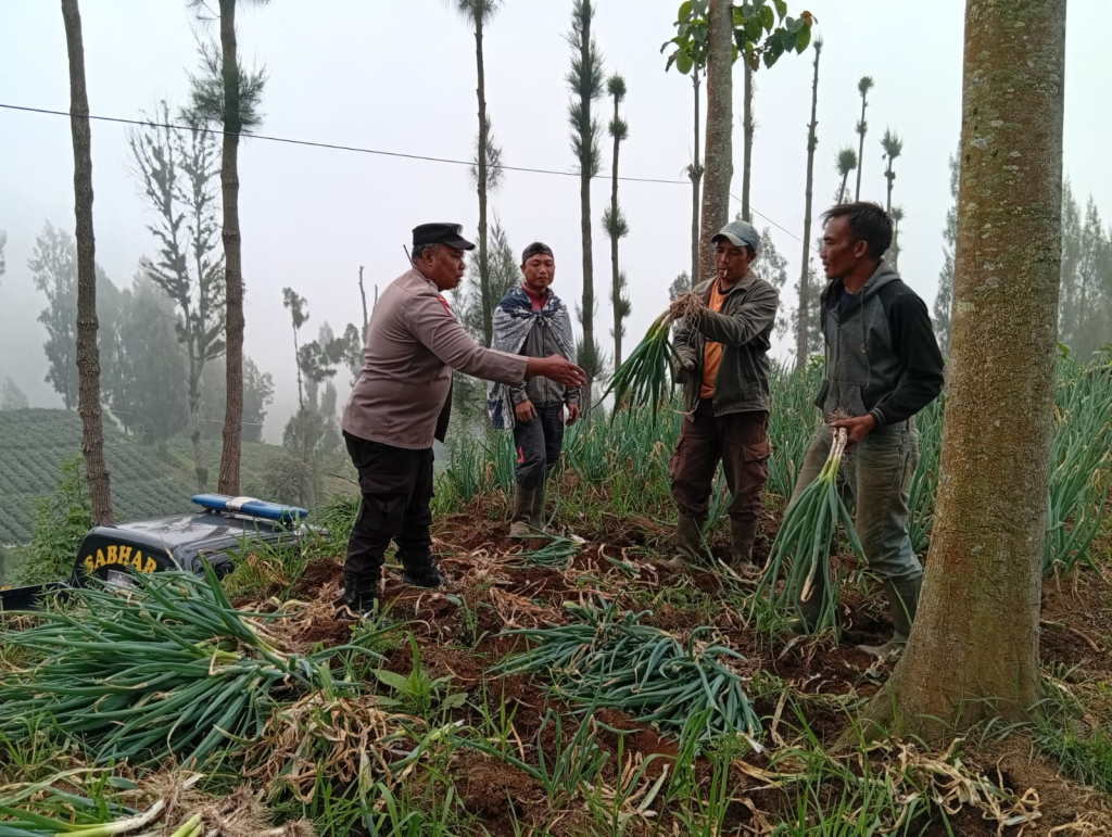 Polsek Tosari Dampingi Petani Bawang, Wujudkan Ketahanan Pangan di Lereng Bromo