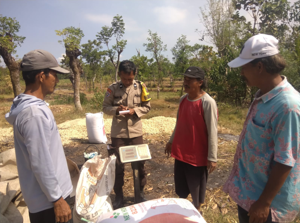 Polisi Dampingi Petani Bantu Distribusi 2,8 Ton Jagung Petani Rebono ke Bulog 