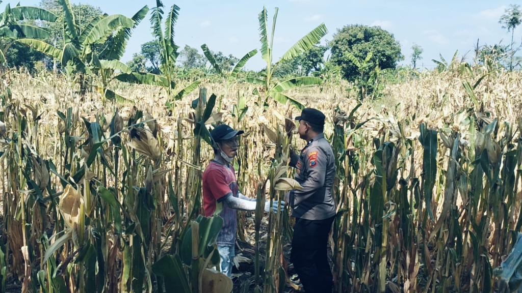 Bhabinkamtibmas Sukorejo Gerakkan Masyarakat Manfaatkan Lahan Dukung Ketahanan Pangan Nasional