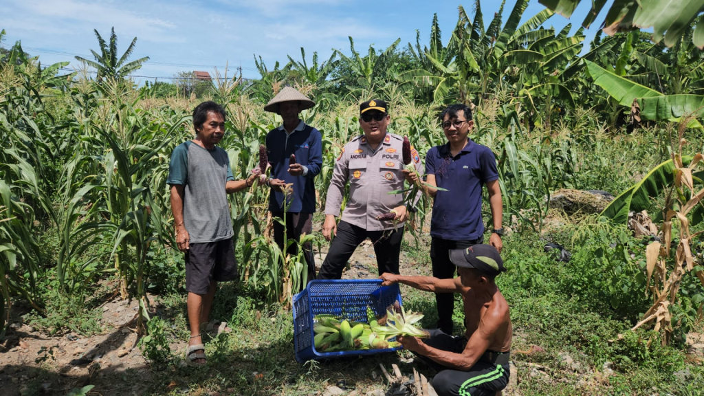 Sinergi Polisi dan Petani, Polres Pelabuhan Tanjung Perak Panen Jagung Pulut Ketan Ungu