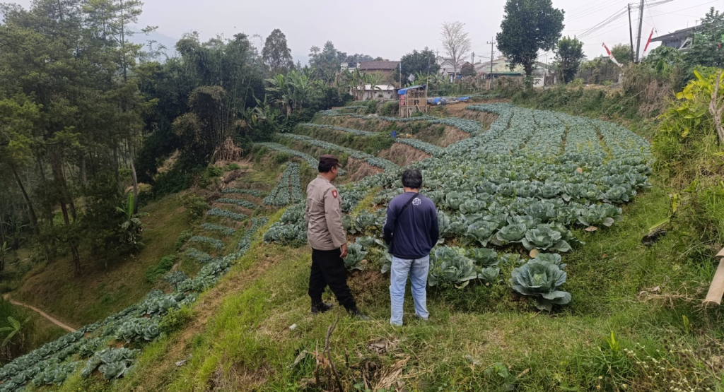 Bhabinkamtibmas Blarang Rutin Monitoring Tanaman Kubis Agar Tumbuh Sesuai Harapan
