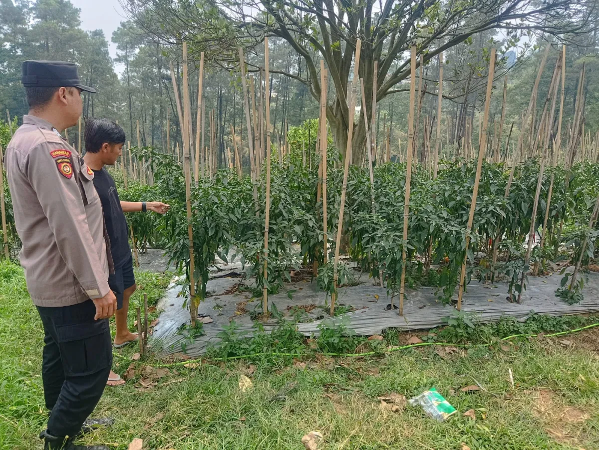 Bhabinkamtibmas Polsek Nongkojajar Pantau Tanaman Cabai, Dorong Masyarakat Perkuat Ketahanan Pangan