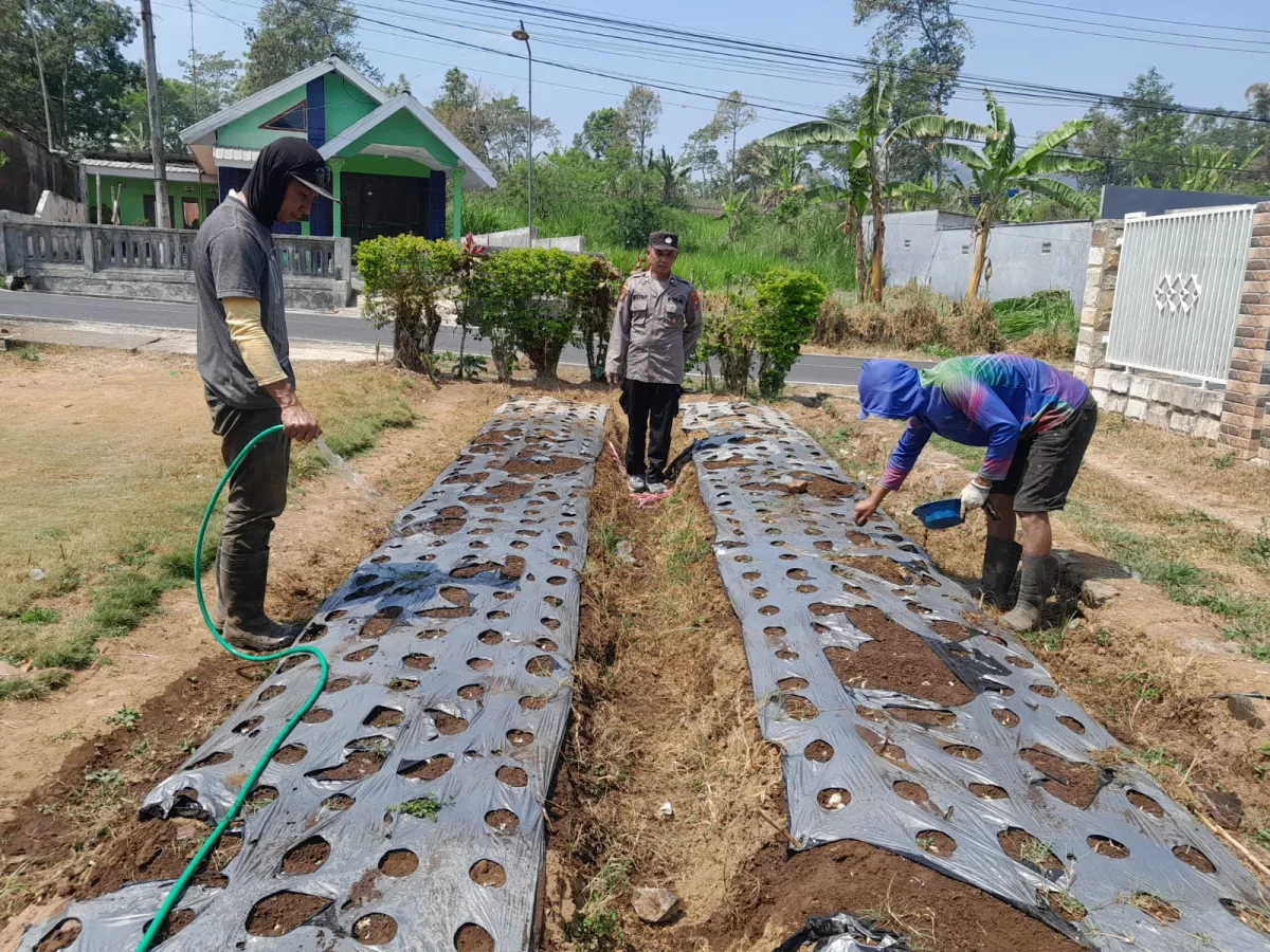 Polsek Nongkojajar Pantau Tanaman Bawang Putih, Dukung Program Ketahanan Pangan Nasional