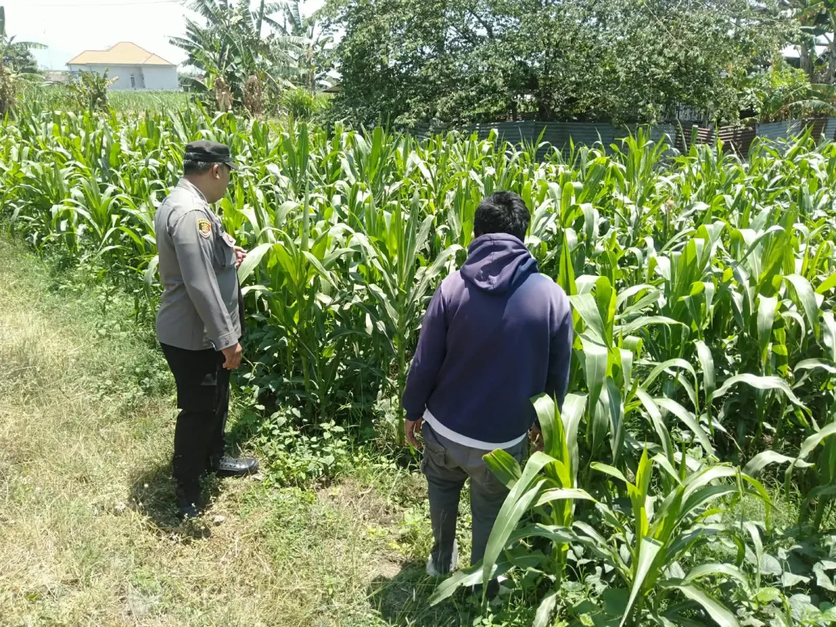 Bhabinkamtibmas Sukorejo Pantau Pertumbuhan Tanaman Jagung, Dukung Program Ketahanan Pangan