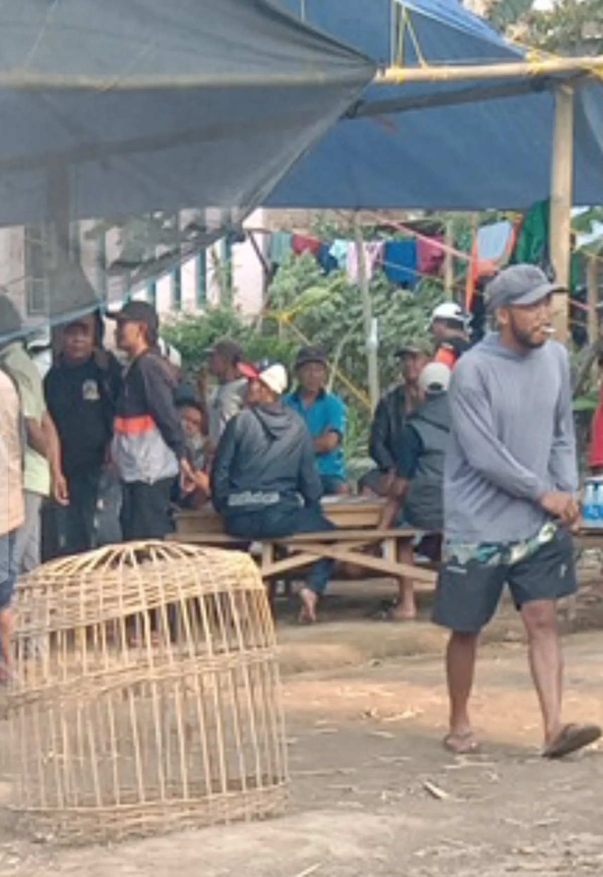 Diduga Ada Aktivitas Sabung Ayam di Wonorejo Poncokusumo Malang, Warga Diminta Laporkan ke Aparat